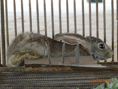 Lepus victoriae