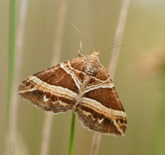 Chrysolarentia conifasciata
