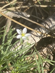Spergularia flaccida