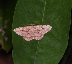 Hypomecis transcissa