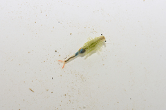 Branchipus schaefferi
