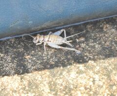 Insecta