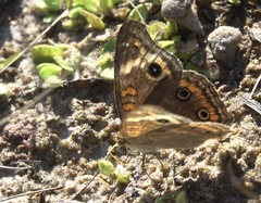Junonia