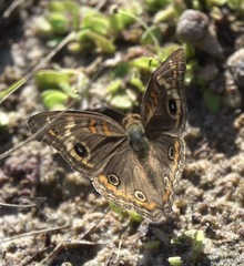 Junonia