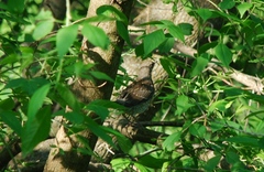 Turdus pilaris