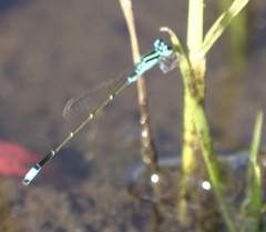 Ischnura capreolus