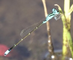 Ischnura capreolus
