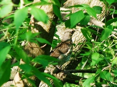 Turdus pilaris