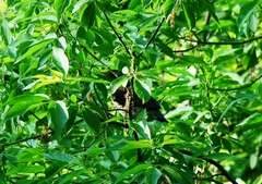 Turdus pilaris