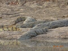 Crocodylus suchus