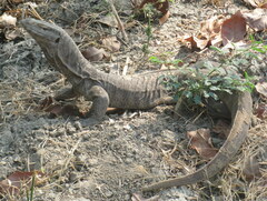 Varanus bengalensis