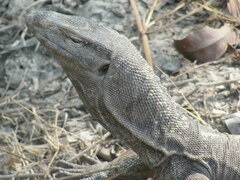 Varanus bengalensis