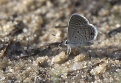Hemiargus hanno