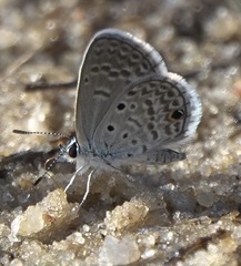 Hemiargus hanno