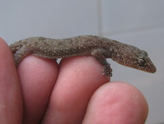Hemidactylus kushmorensis