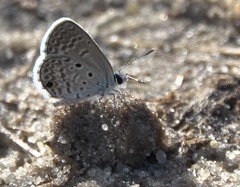 Hemiargus hanno