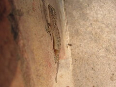 Hemidactylus kushmorensis