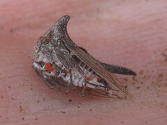 Oxyrhachis