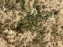 Enarthrocarpus strangulatus