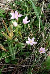 Centaurium littorale