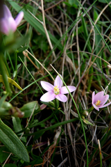 Centaurium littorale