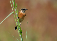 Saxicola maurus