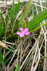 Dianthus deltoides