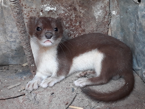 Comadreja (Mustela nivalis)