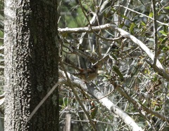 Malurus melanocephalus