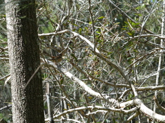 Malurus melanocephalus