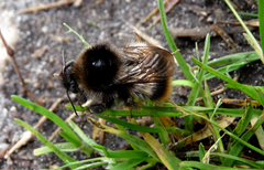 Bombus ruderarius