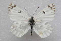 Pontia chloridice