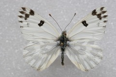Pontia chloridice