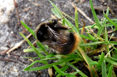 Bombus ruderarius