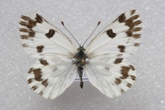 Pontia chloridice