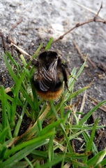 Bombus ruderarius