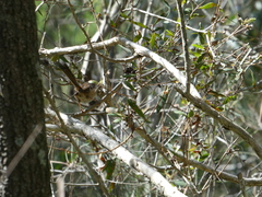 Malurus melanocephalus