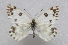 Pontia chloridice