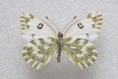 Pontia chloridice