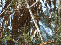 Malurus melanocephalus