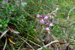 Thymus serpyllum