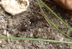 Arctosa perita