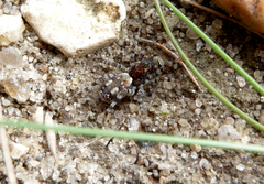 Arctosa perita