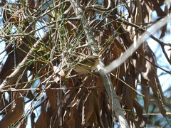 Malurus melanocephalus