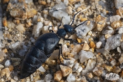 Meloe proscarabaeus