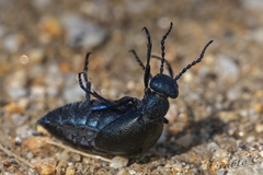 Meloe proscarabaeus
