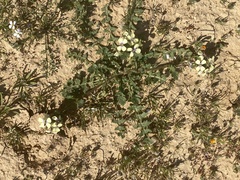 Enarthrocarpus strangulatus