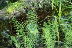Equisetum