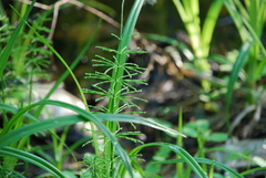 Equisetum
