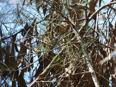 Malurus melanocephalus